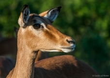 Impala close up, Zuid-Afrika